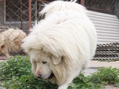 藏獒图2