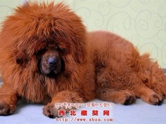 藏獒图2