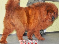 藏獒图3