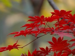 枫叶如火