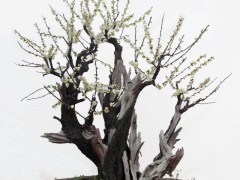 梅花盆景图2