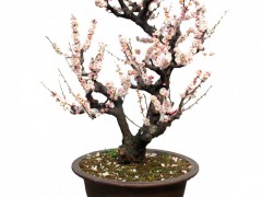 梅花盆景图3