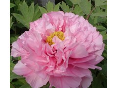 肉芙蓉图3