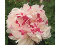 五花珑玉图3