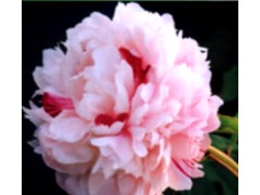 玉花龙图3
