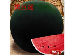 黑巨冠图2