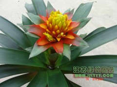凤梨图2