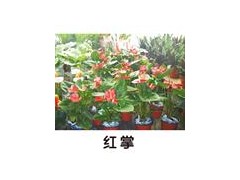 红掌图2