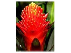 火炬花图3