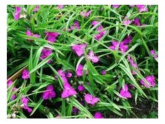 花叶玉簪图3