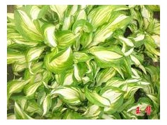 花叶玉簪图3