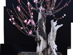 梅花盆景图2