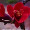 红宝石海棠