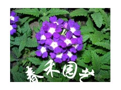 美女樱图2