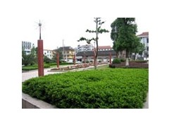 常春油麻藤图3