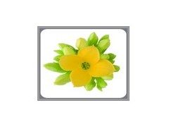 长寿花黄色琼斯图3