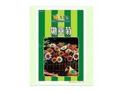 勋章菊种子图2