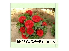 产销售花卉种子 百日草图2