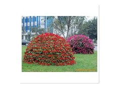 供应绿化花盆砖、隔离带、花球图2