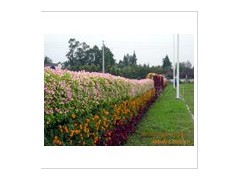 植物墙，隔离带图3