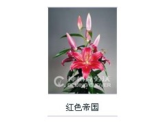 百合-东方系列-红色帝国图2