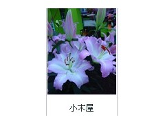 百合-东方系列-小木屋图3