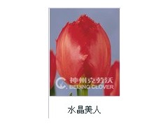 郁金香-花边系列-水晶美人图3