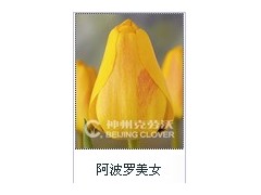 郁金香-花边系列-阿波罗美女图2