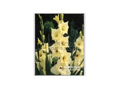 唐菖蒲-信任图2