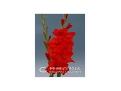 唐菖蒲图3