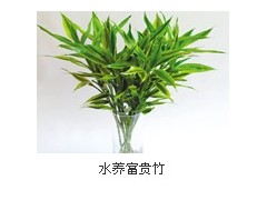 水养富贵竹图2