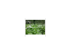 花卉营养基质（观叶植物专用）图2