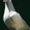 美国白羽王鸽