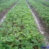 2012大量供应成活率高的优质草莓苗