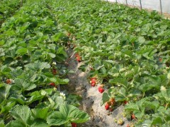 2012大量供应成活率高的优质草莓苗图2