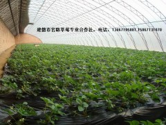 2012大量供应成活率高的优质草莓苗图3