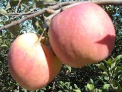 山东嘎啦苹果价格行情图3