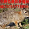 山东鑫亿野兔，杂交野兔养殖