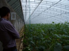 禹王农业公司温室招租图2