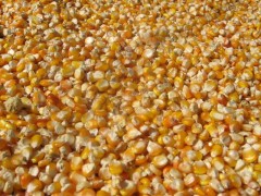 大量求购玉米,小麦,大豆,高粱等饲料原料