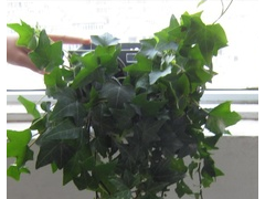 花盆-单孔墙体懒人专用图2