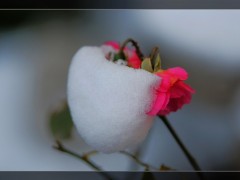 雪中玫瑰