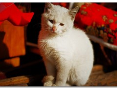 猫在思想
