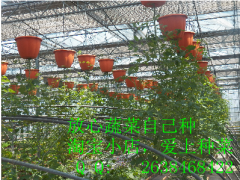 生态餐厅的首选|专利倒栽花盆|阳台种菜图2