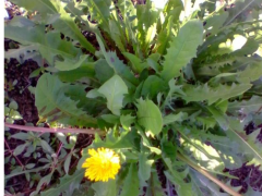 大叶蒲公英|最天然的抗生素|保健野菜图2