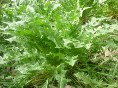 大叶蒲公英|最天然的抗生素|保健野菜图3