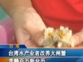 台湾水产业者改养大闸蟹季赚百万新台币 (465播放)
