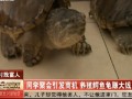聚会意外起发新商机，养殖鳄龟赚大钱