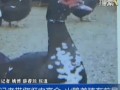 “农高会”火鸭养殖大受好评