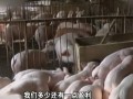 猪肉价格保持平稳 养猪人略赚 (545播放)